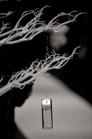 © Steve Jones-All Rights Reserved